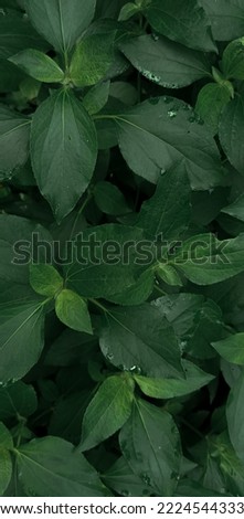 Natural Green leaves pattern background.  Close up photo of green leaves, look green and refreshing. Can be used as wallpaper and background.