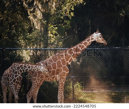 Powerful African Safari Giraffe of the wild