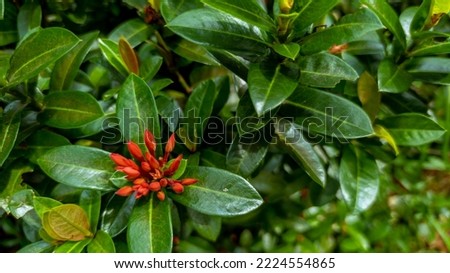 close up of beautiful flower with scientific name Ixora coccinea, nature background