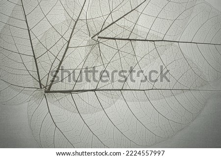Top view of the leaf. Cell patterns  Skeletons leaves transparent shape .Abstract leaves from nature with Leaf veins abstract of Autumn background for creative banner designa for text and advertising. Royalty-Free Stock Photo #2224557997
