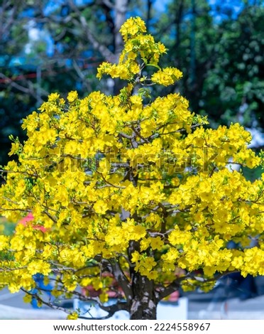 Apricot bonsai tree blooming with yellow flowering branches curving create unique beauty. This is a special wrong tree symbolizes luck, prosperity in spring Vietnam Lunar New Year 2022