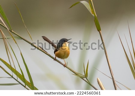 An Ashy Prinia Perched on a Grass Stem and singing while facing right.