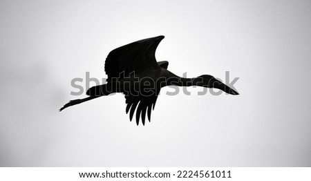 Asian open bill stork flying wing positions silhouette black white photograph.