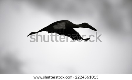 Asian open bill stork flying wing positions silhouette black white photograph.