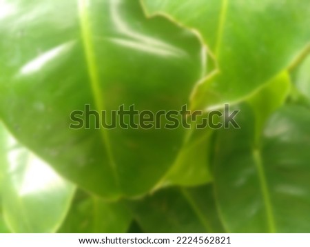 defocused green leaf background. Blurred green leaves