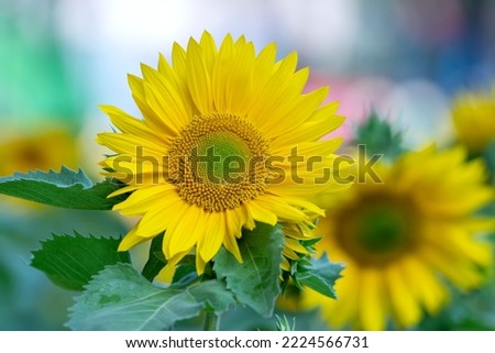 Sunflowers bloom beautifully on a sunny day in spring 2022