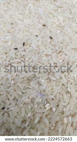 Rice harvest that has been attacked by rice lice, local rice grown on the island of Java