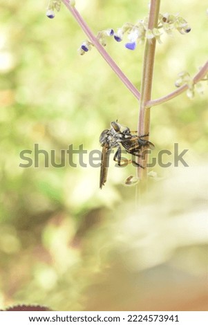 Super macro Robber fly with prey