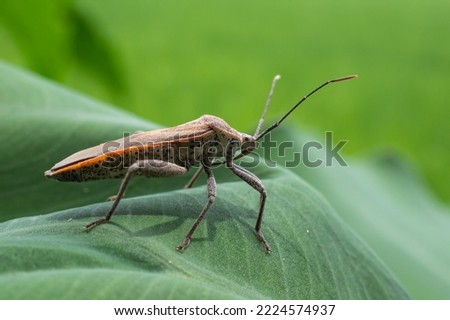 an insect perched on a leaf