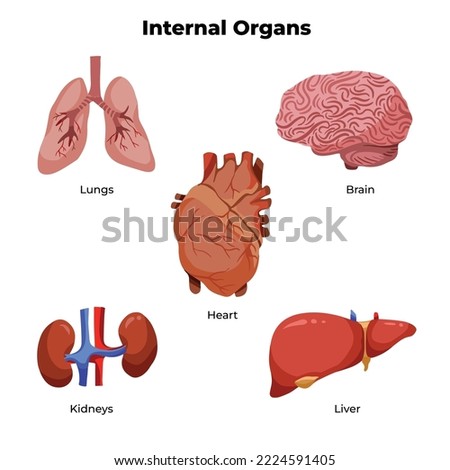 Illustrations set of human internal main organs like brain, lungs, heart, liver, and kidneys. Medical doctor themed for educational drawing with vector cartoon style colored pictogram isolated.