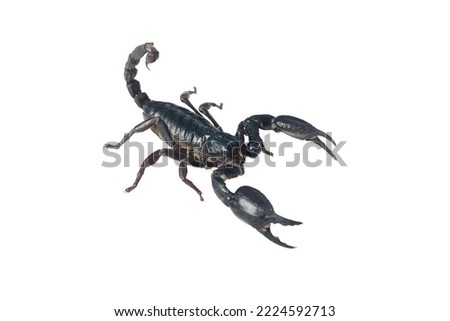 Wild scorpion, emperor scorpion isolated on white background. ( Pandinus imperator)