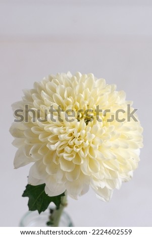White and pink Chrysant flower or Gompie or Chrysanthemum × morifolium with white background. Bunga Krisan atau Gompi