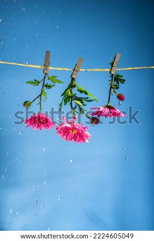 pink flowers hang on clothespins on a clothesline in heavy rain on a blue background Royalty-Free Stock Photo #2224605049