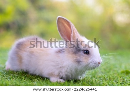 healthy Lovely bunny easter fluffy brown rabbits, Adorable baby rabbit on green garden nature background. The Easter brown hares. Close - up of a rabbit. Symbol of easter festival animal.