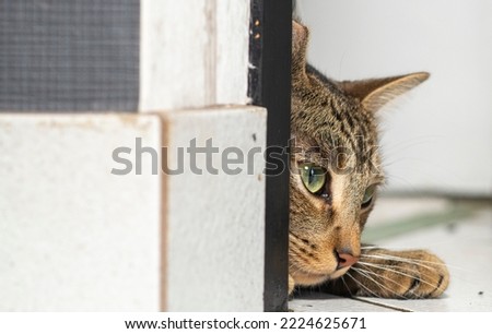 A striped cat peeks out from behind the door. Curious cat, hunter.