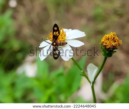Tiger moth is perching on a small flower