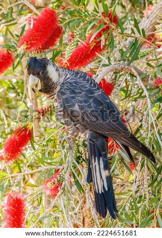 Baudin's Black Cockatoo feeding on bottle brush  Royalty-Free Stock Photo #2224651681