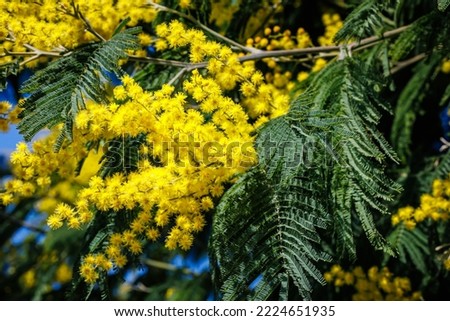 Beautiful Yellow gold flowering mimosa tree. Yellow mimosa fluffy flowers in sunny light. Acacia dealbata tree with gold blossoms.   Royalty-Free Stock Photo #2224651935