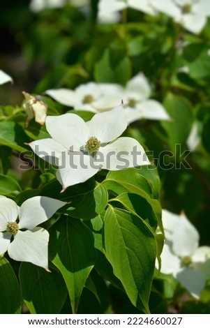 Flowering Dogwood Eddies White Wonder branch with flowers - Latin name - Cornus Eddies White Wonder Royalty-Free Stock Photo #2224660027