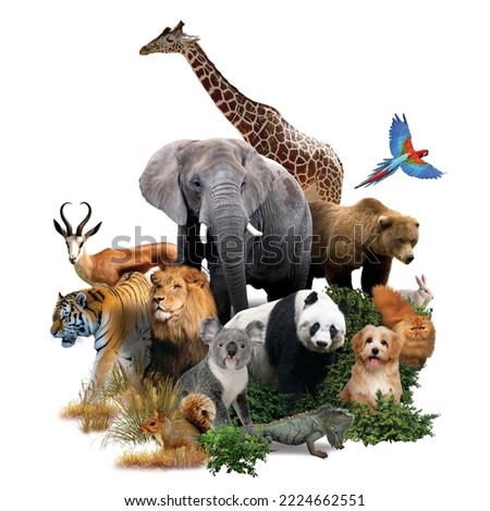 Zoo animals on a white background. giraffe, lion, elephant, monkey, panda, iguana, rabbit and others. Royalty-Free Stock Photo #2224662551