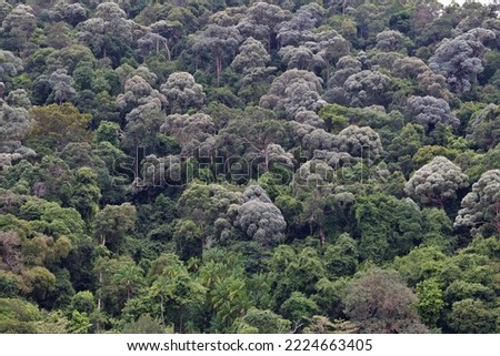 picture of trees in a rainforest 
