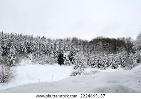 Winter landscape. Trees in snow in winter park.