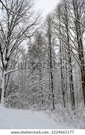 Winter landscape. Trees in snow in winter park.