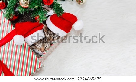 there are Two gray striped kittens in Santa Claus hat are sitting in a gift box next to the Christmas tree. Together they are looking into the frame. New year concept