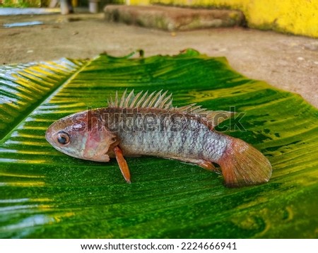 Anabas perch fish on banana leaf close up Royalty-Free Stock Photo #2224666941