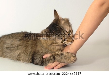 An aggressive gray cat attacked owner's hand. A beautiful cute cat plays with child's hand and bites with funny emotions. Cute fluffy pet. Royalty-Free Stock Photo #2224667117