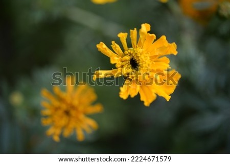 yellow-orange blackberry, marigolds close-up background, on a sunny day, blurred background, flower tagetes close-up on a green background on an autumn sunny day, orange marigold color, red flowers	