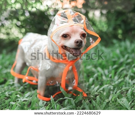 Portrait of chihuahua dog wearing orange and transparent rain coat hood standing  on green grass in the garden. smiling with his tongue out, looking at camera.