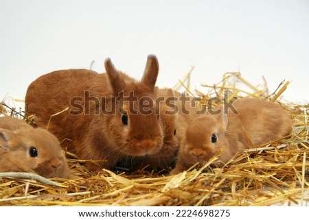 Red rabbit mother with children on a straw background, Year of the Rabbit