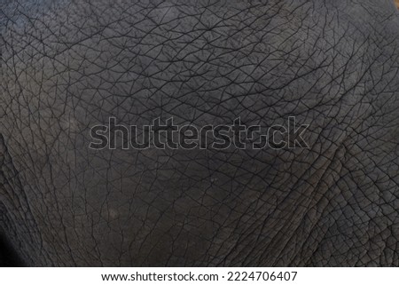 Close up of elephants Skin texture