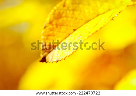 Nature autumn abstract background with leaf