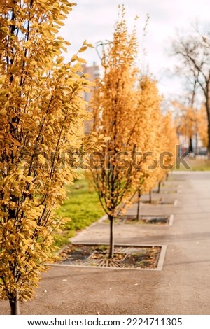 Autumn nature. Yellow leaves on autumn trees in the city park Royalty-Free Stock Photo #2224711305