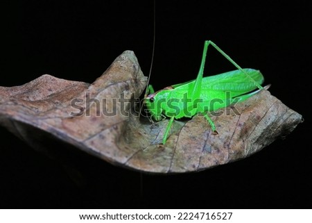 Katydid nymphs in the wild, North China Royalty-Free Stock Photo #2224716527
