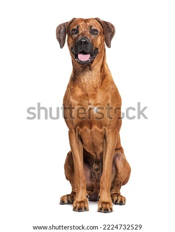 Sitting Rhodesian ridgeback dog panting, isolated on white Royalty-Free Stock Photo #2224732529