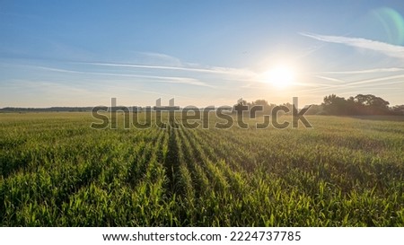 Low altitude aerial photo of maize or corn, a cereal grain which has become a staple food in large parts of the world with the total production of surpassing that of wheat or rice. High quality photo