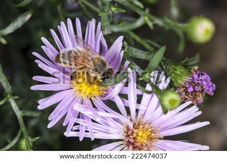 Flower with bee, pollination 