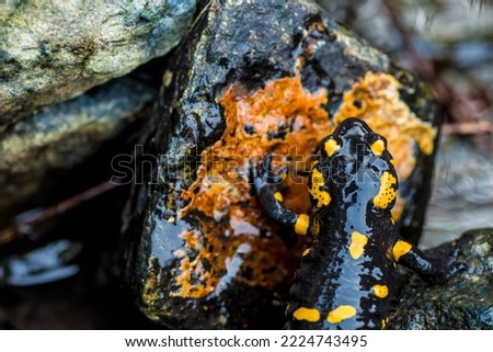 Fire salamander on a stone