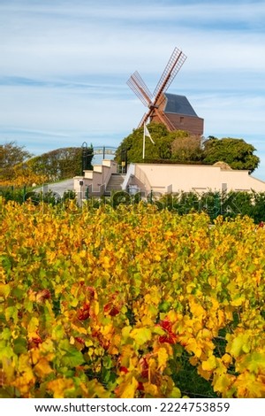 Autumn view on colorful grand cru Champagne vineyards near Moulin de Verzenay, pinot noir grape plants after harvest in Montagne de Reims near Verzenay, Champagne, wine making in North France Royalty-Free Stock Photo #2224753859