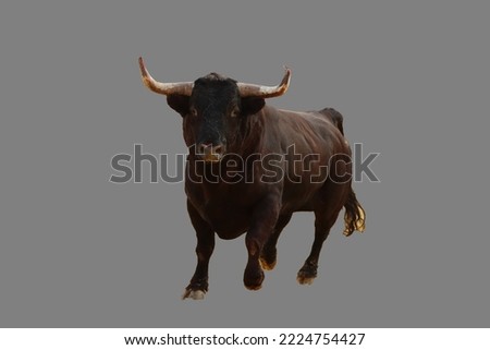 black bull on isolated a white background	 Royalty-Free Stock Photo #2224754427