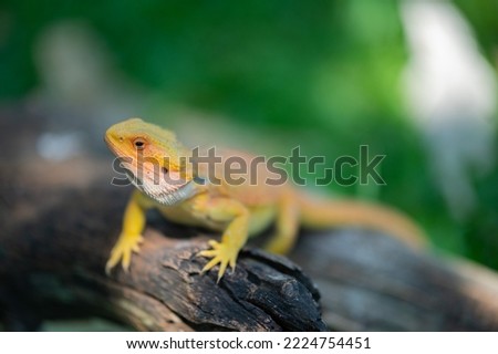bearded dragon on ground with blur background
