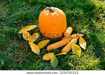 Pumpkin, corn cobs and autumn leaves in the grass on the ground outside in the park as decoration