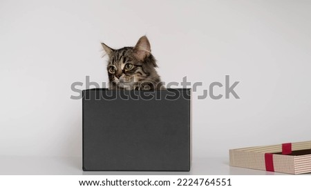 little funny kitten sitting in in a gift box on a white background. cat looks out of curiosity from black box. Funny pets playing at home.