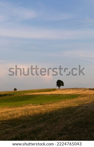 Lonely tree.Fields of Poland, Podlaskie. 