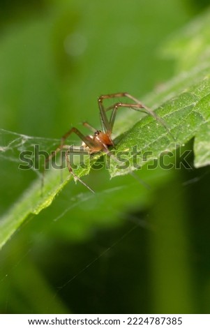 Natural Linyphia Triangularis Spider, summer sunny day natural environment. Macro Photo.