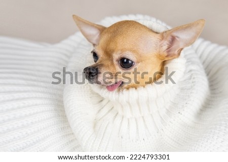 A small red chihuahua dog is frozen and basking in a cozy warm white sweater. The dog warms up in winter frosts at home in knitted clothes. Cold winter in Europe