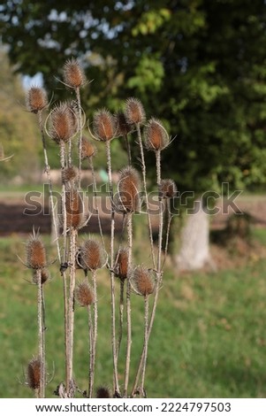 bouquet of standing thistles, in a meadow, in autumn